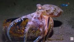 Octopus, ginawang bahay ang basurang lata sa ilalim ng dagat
