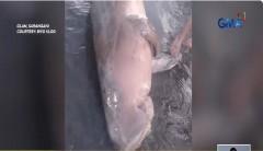 Patay na dugong, nakitang palutang-lutang malapit sa baybayin ng Sarangani