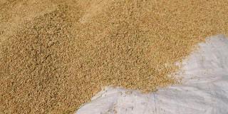 NFA raises palay buying price, halts entry of rice imports in Iloilo