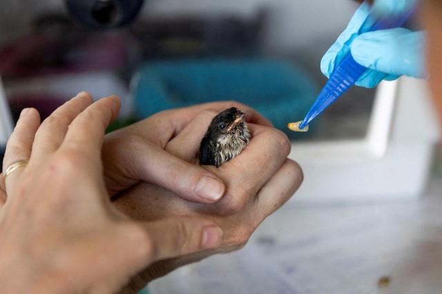 A staff member feeds a swallow at the CREAVES Namur rehabilitation center for wild animals during hot weather as a heat wave hits Europe in Namur, Belgium, June 21, 2026. REUTERS/ Zoran Mikletic