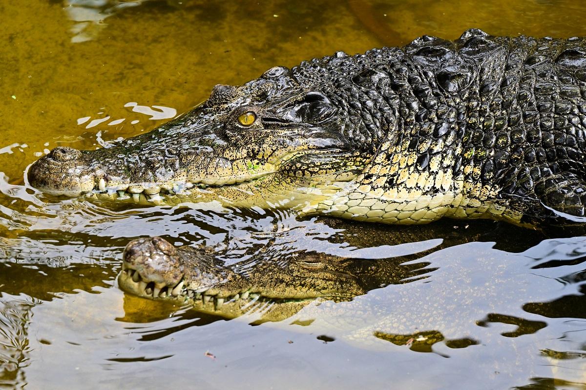 Man arrested after boy, 3, ends up in UK zoo's crocodile enclosure