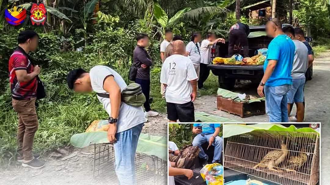 P5.5M in protected wildlife species seized, Indonesian arrested in Sarangani – PNP 