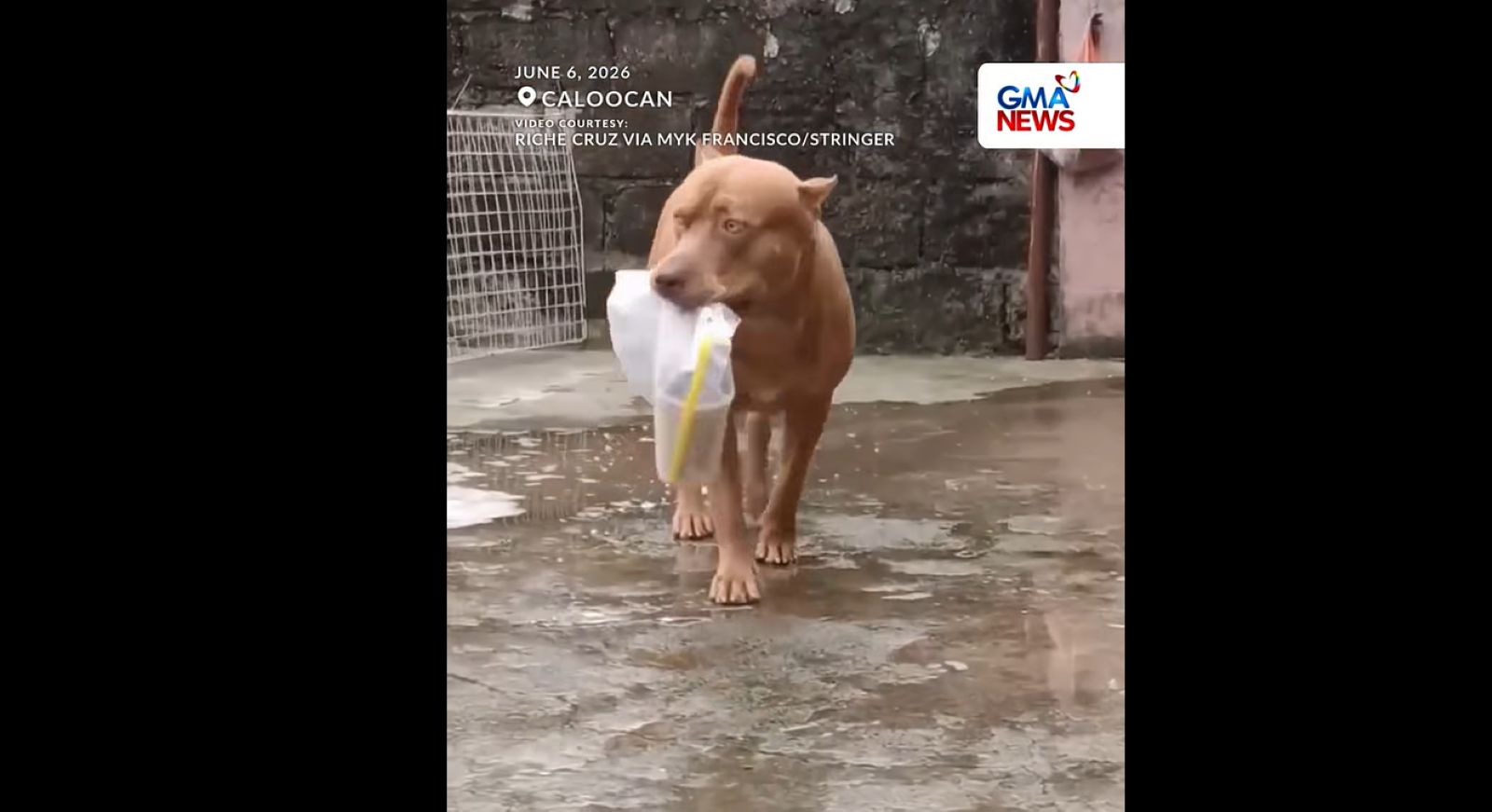 Pitbull, kinaaliwan sa pagtulong niya sa furmom na magdala ng mga pinamili papasok ng bahay
