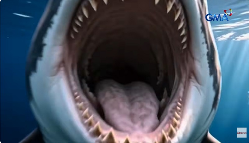 Ngipin ng dambuhalang pating na Megalodon, nahukay ng isang poso negro sa Pangasinan?