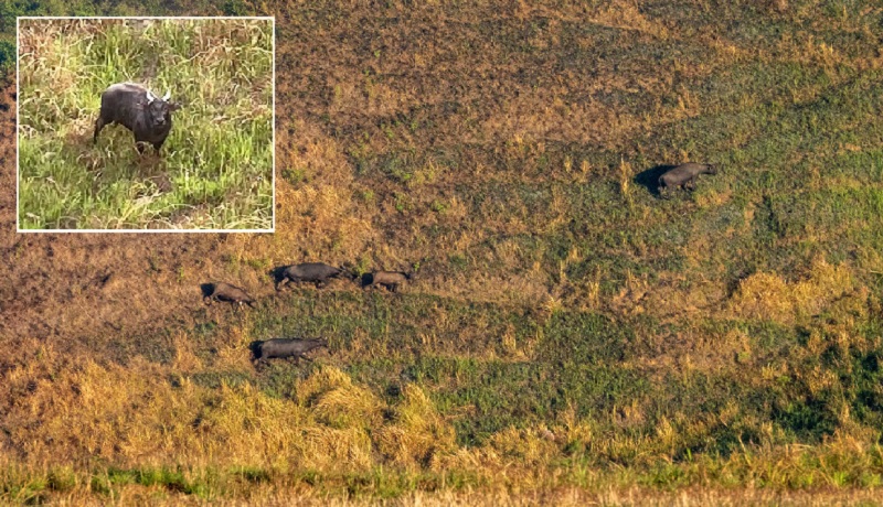 Populasyon ng mga tamaraw sa Mt. Iglit-baco Natural Park sa Mindoro, tumaas ng 12 porsiyento