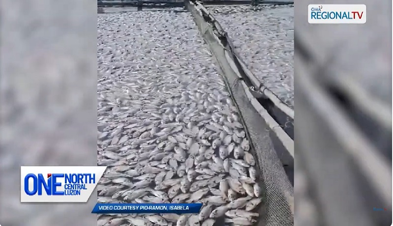 Fish kill sa Magat Dam, nasa 10 metriko toneladang tilapia ang nasayang