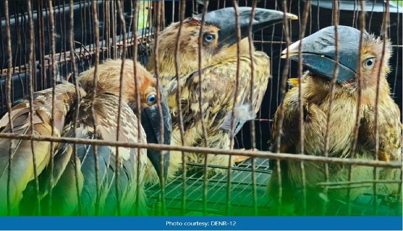 53 exotic animals, kabilang ang isang white-bellied sea eagle, nasagip sa Sarangani; pero 3 wallaby, namatay