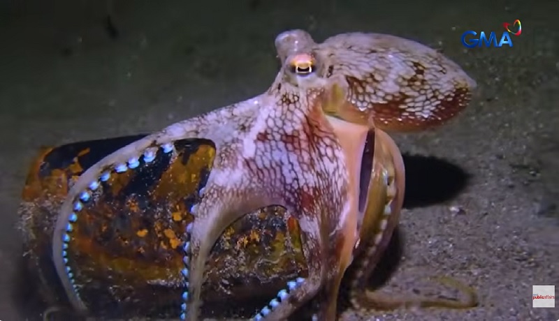 Octopus, ginawang bahay ang basurang lata sa ilalim ng dagat
