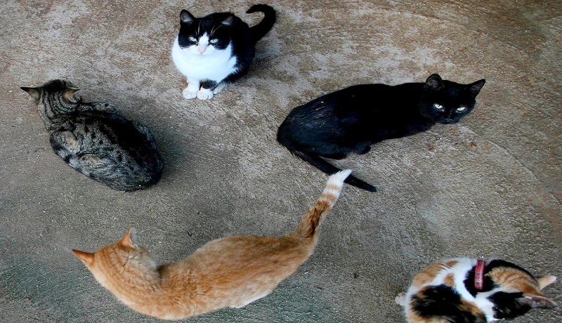 400 pusa na kakarnehin sana para gawing pagkain, nasagip sa Vietnam