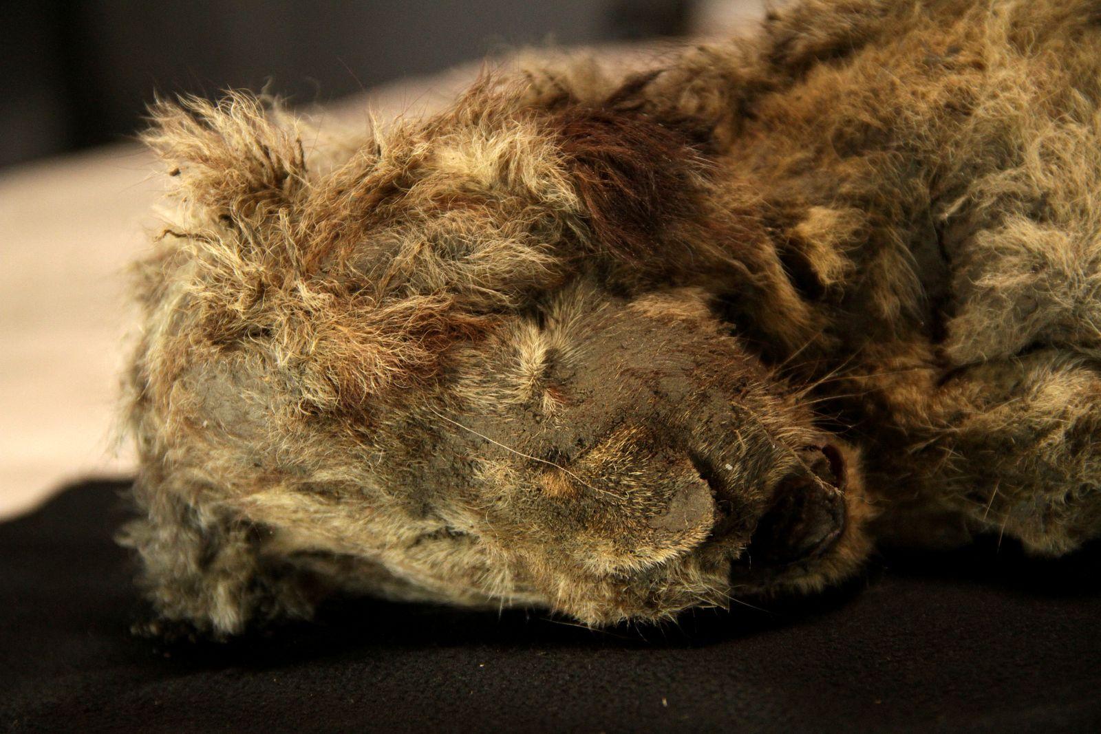 Genome study shows what made the extinct Ice Age cave lion unique