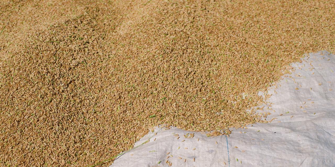 NFA raises palay buying price, halts entry of rice imports in Iloilo