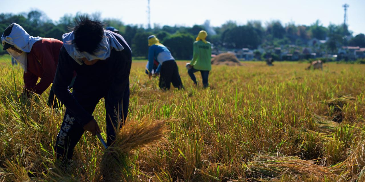 DA launches unified digital platform for farmer profiling, price monitoring 