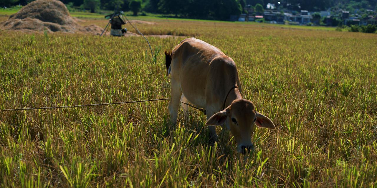DA on El Niño preps: External conditions now ‘more favorable’ for PH