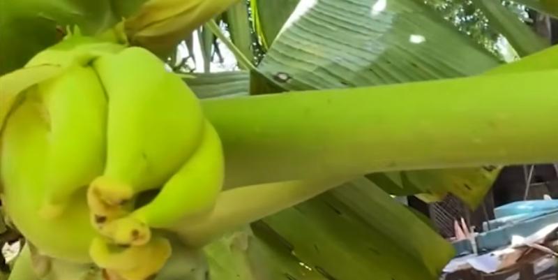 Papaya tree in Pangasinan goes viral after bearing banana-like fruit; expert explains unusual growth