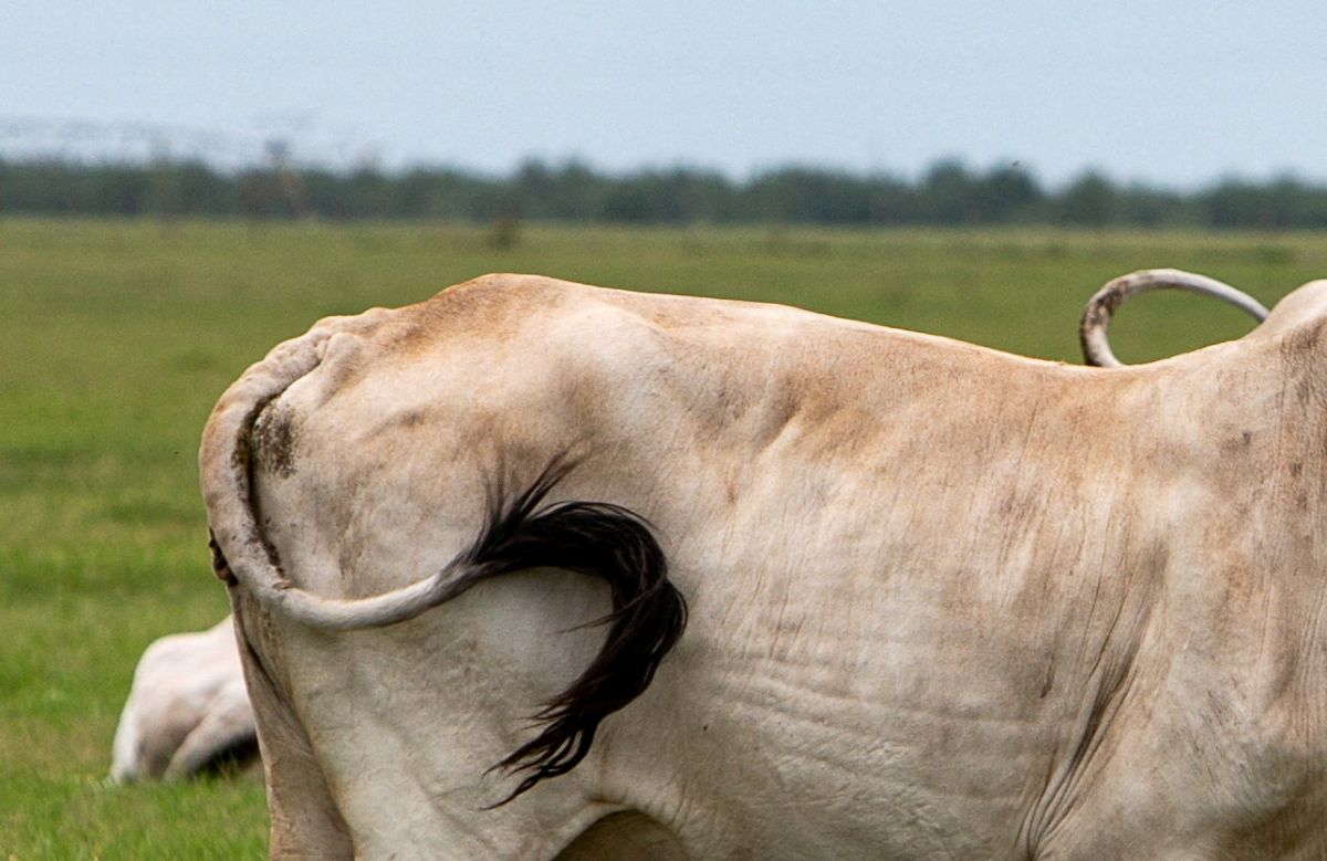 New World screwworm found in a calf in Texas