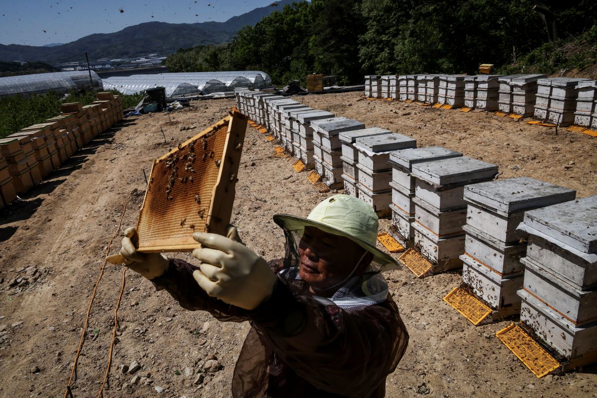 A South Korean beekeeper counts the cost of climate change