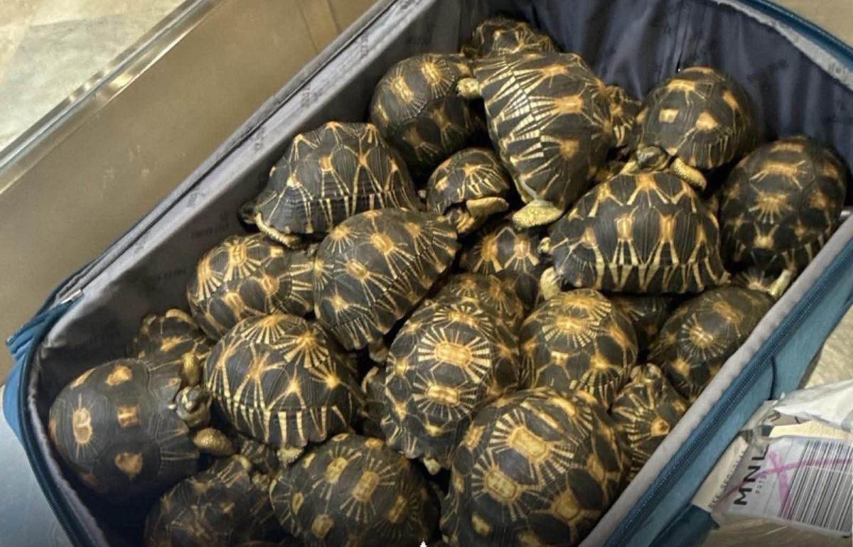BOC intercepts about 50 endangered tortoises in luggage at NAIA