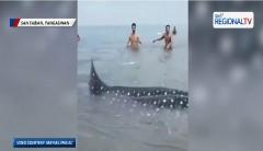Butanding na napadpad sa dalampasigan, sinagip ng mga mangingisda at residente sa Pangasinan