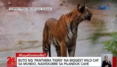 Mga buto ng tigre na natagpuan sa isang kuweba sa Palawan, palatandaan na gumala sila noon sa Pilipinas