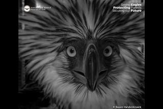PH eagle rescued in Bukidnon dies