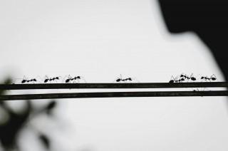 Michelin-starred restaurant owner in S. Korea faces jail for ant sorbet