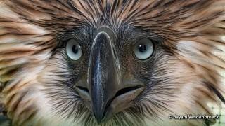 Philippine Eagle: Attacked by monkeys or shot by man?