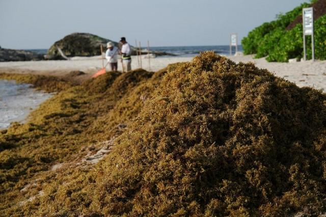 Municipal workers collect sargassum seaweed from a beach in the hotel zone of Tulum, in Tulum, Mexico, July 22, 2026. REUTERS/ Paola Chiomante