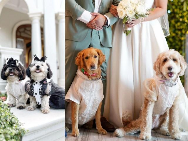 Making traditional Filipino wear for pets, Fildogs has stitched together a way for fur babies to look dapper at weddings and other moments that matter. 