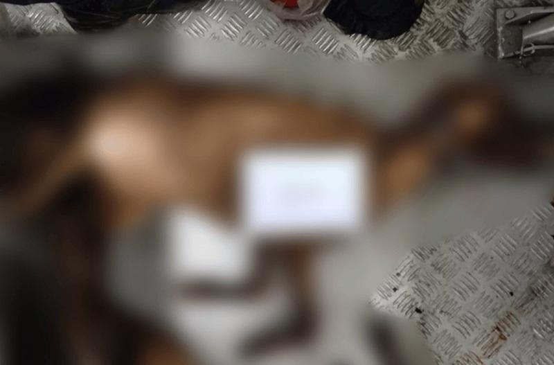 Tests confirm dog meat served at Benguet restaurant
