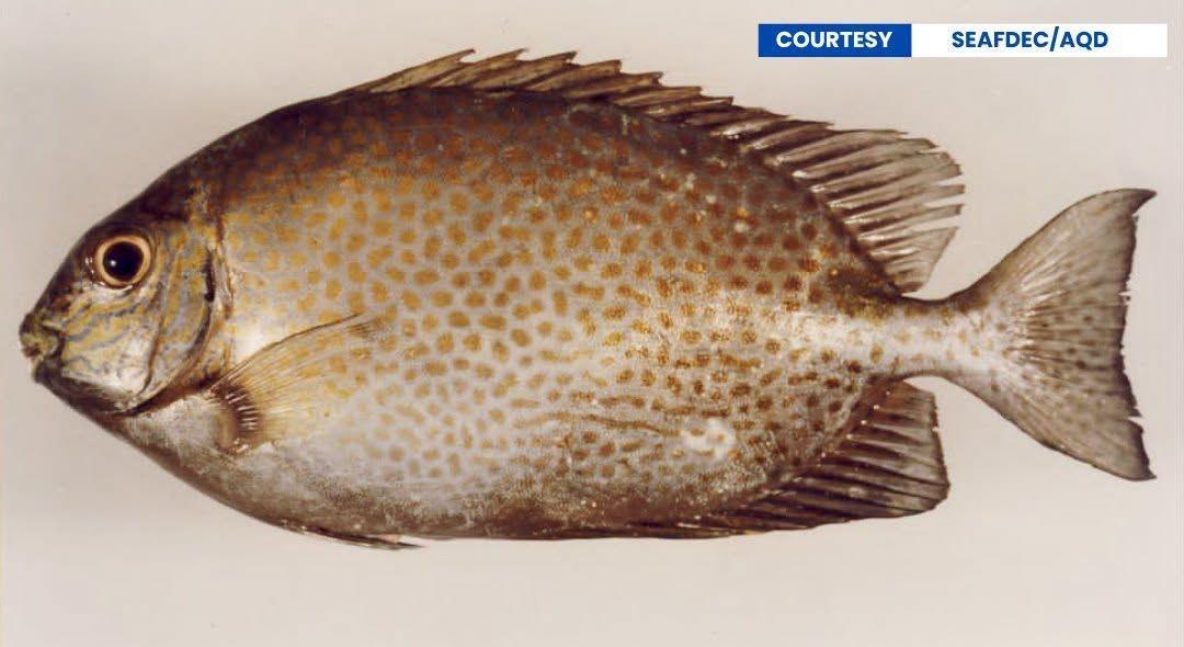 DA-BFAR looks into aquaculture potential of samaral, the 'danggit' fish