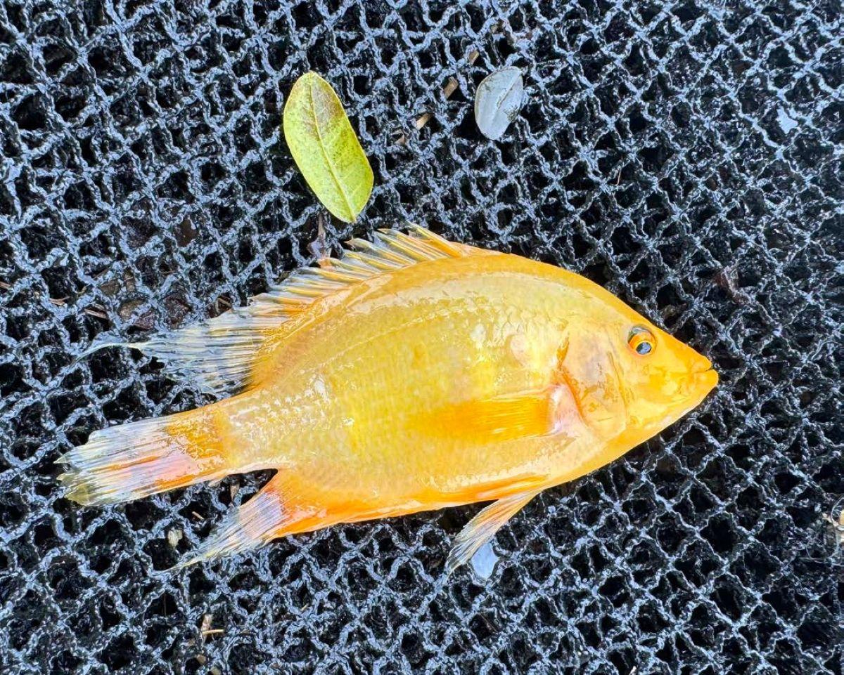 Study warns growing flowerhorn presence threatens Laguna biodiversity, public health