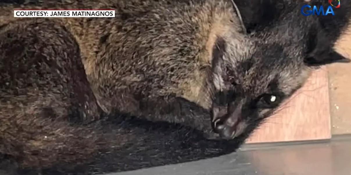 Injured palm civet rescued after wandering into Las Piñas store