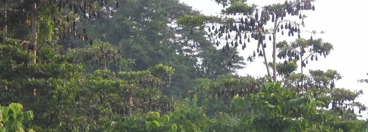 LOOK: Flying foxes roosting site observed in Maitum, Sarangani