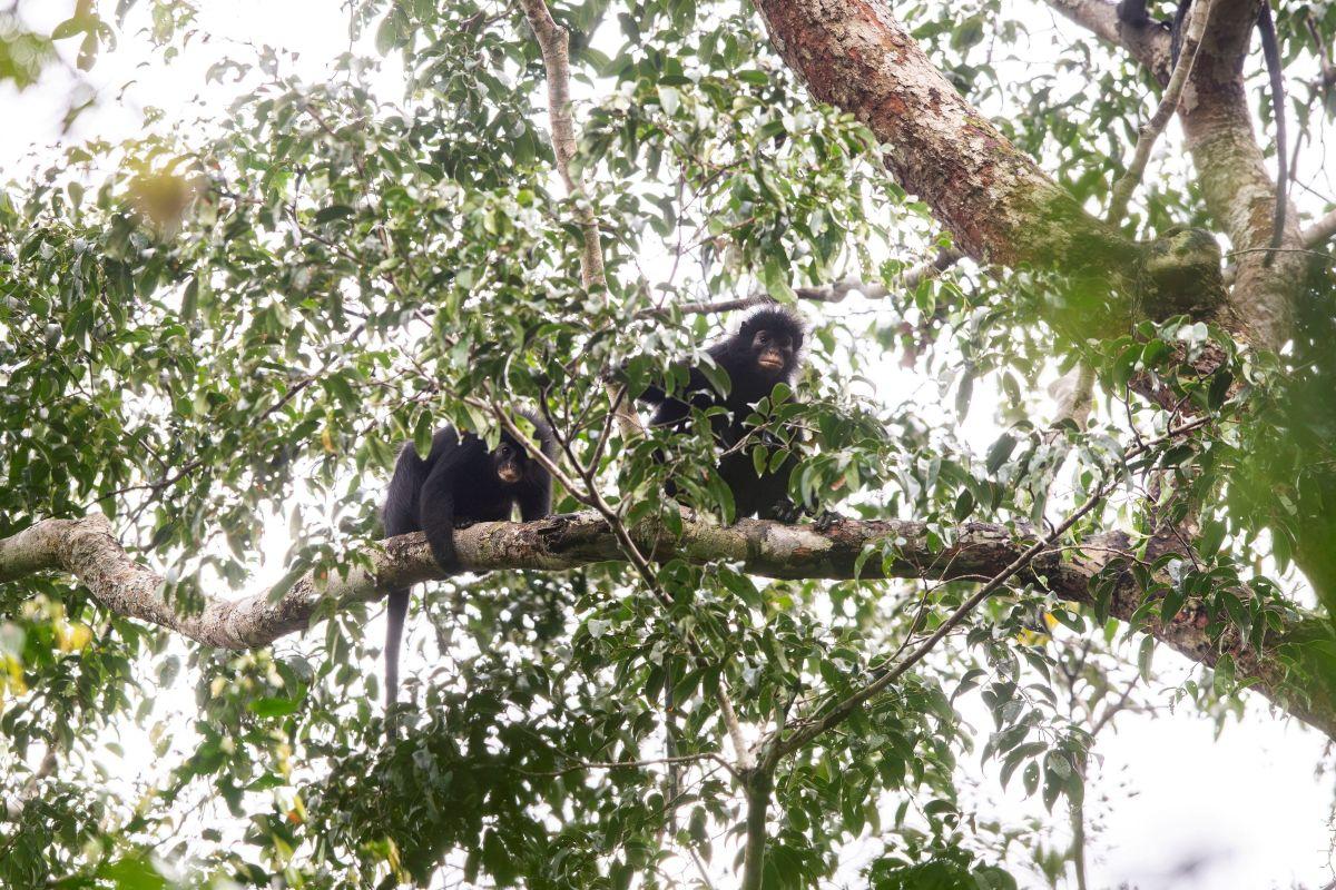 Scientists find new monkey species in Congo's rainforest