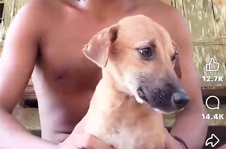 Negros Occidental vlogger in hot water for hitting dog for content