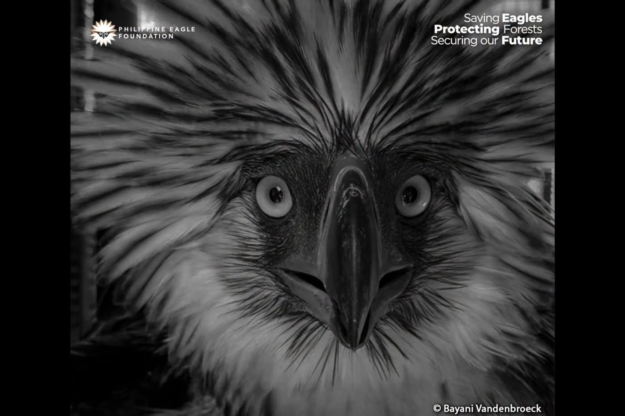 Rescued PH eagle in Bukidnon dies 