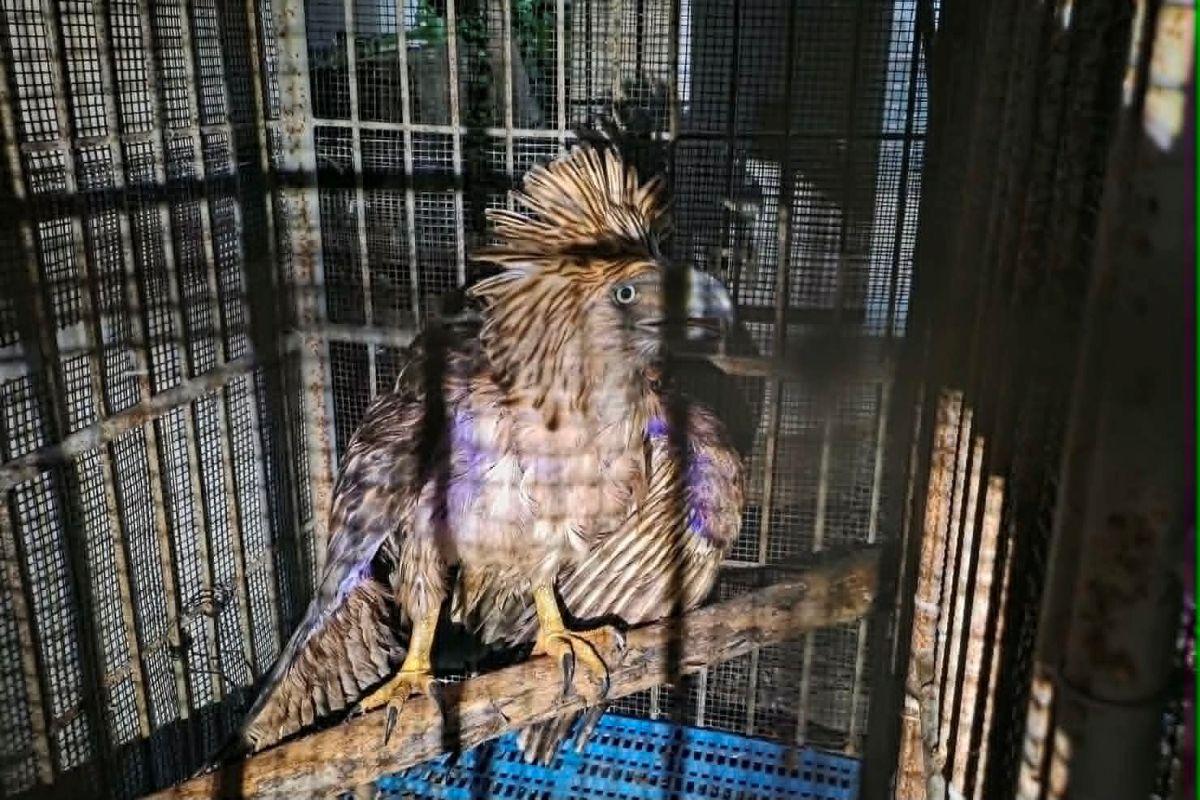 Philippine eagle with injuries rescued in Bukidnon