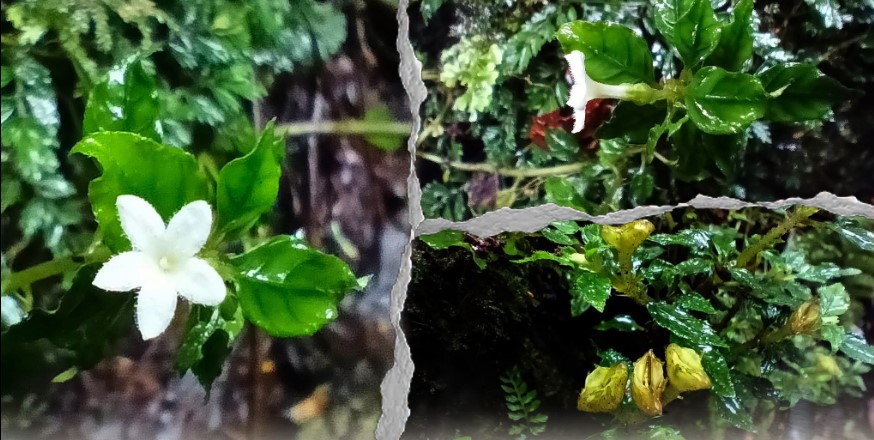 Rare plant rediscovered in Mt. Apo after 122 years — DENR Davao Region