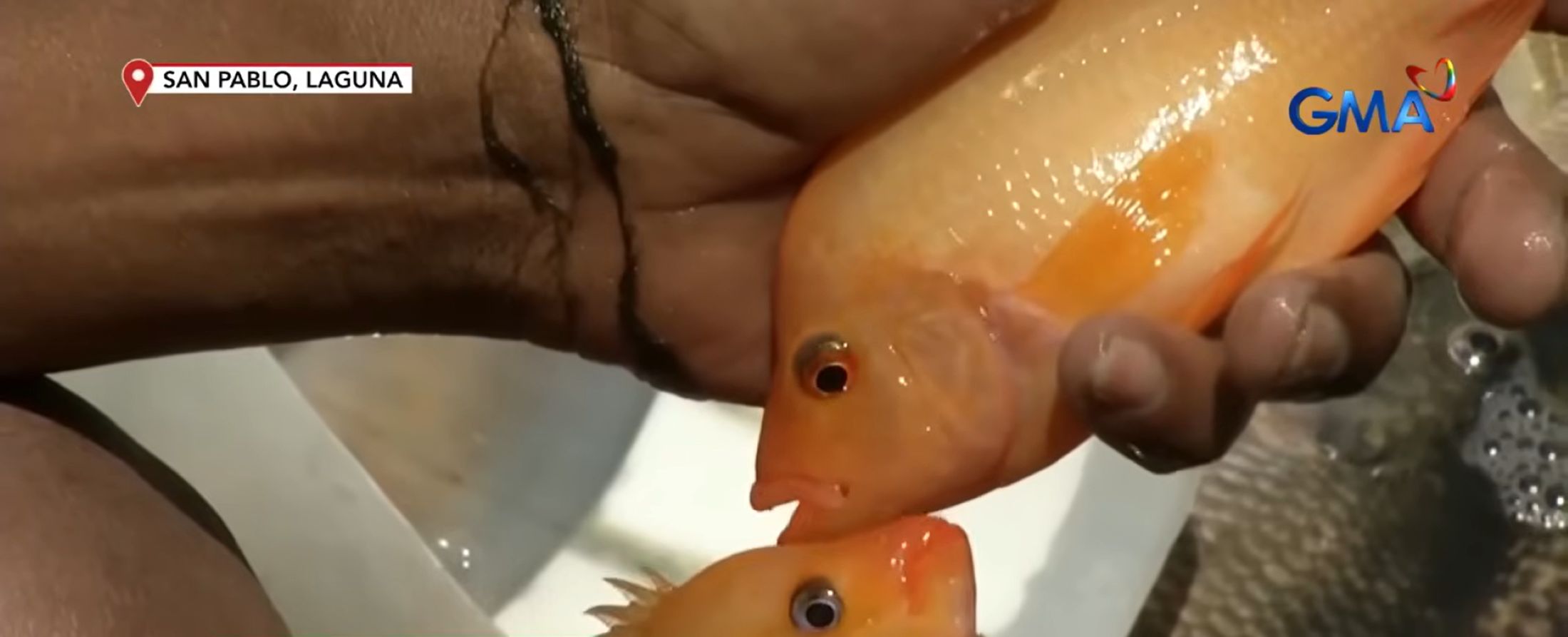 Mga isdang pang-aquarium, namemeste sa isang lawa sa San Pablo, Laguna