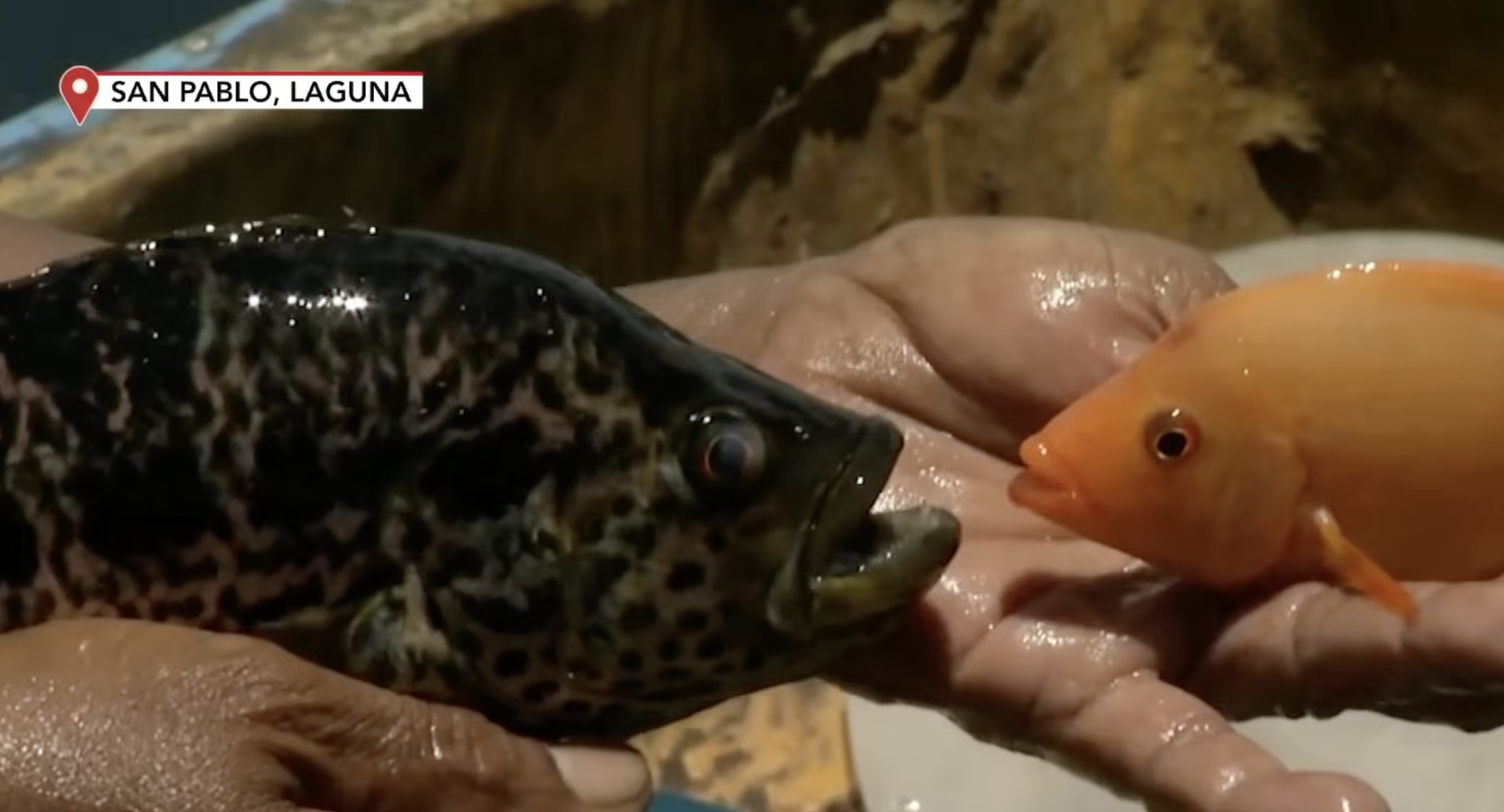 BFAR: 'Flowerhorn' fish in Laguna lake are safe-to-eat golden tilapia
