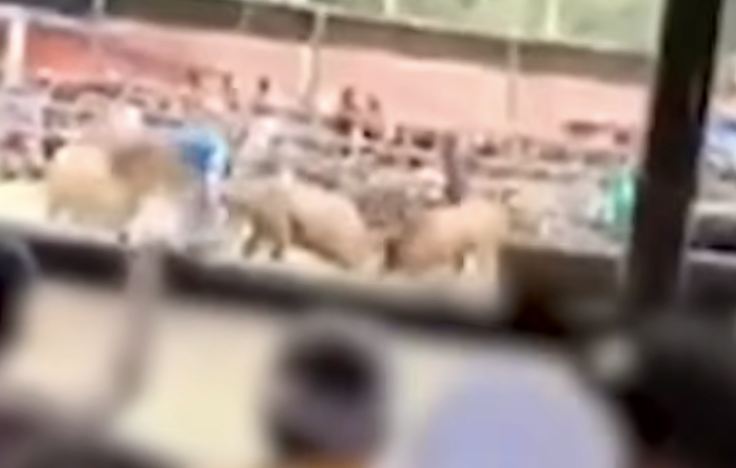 NBI raids illegal horse fight in Davao Occidental; 4 arrested, barangay captain sought