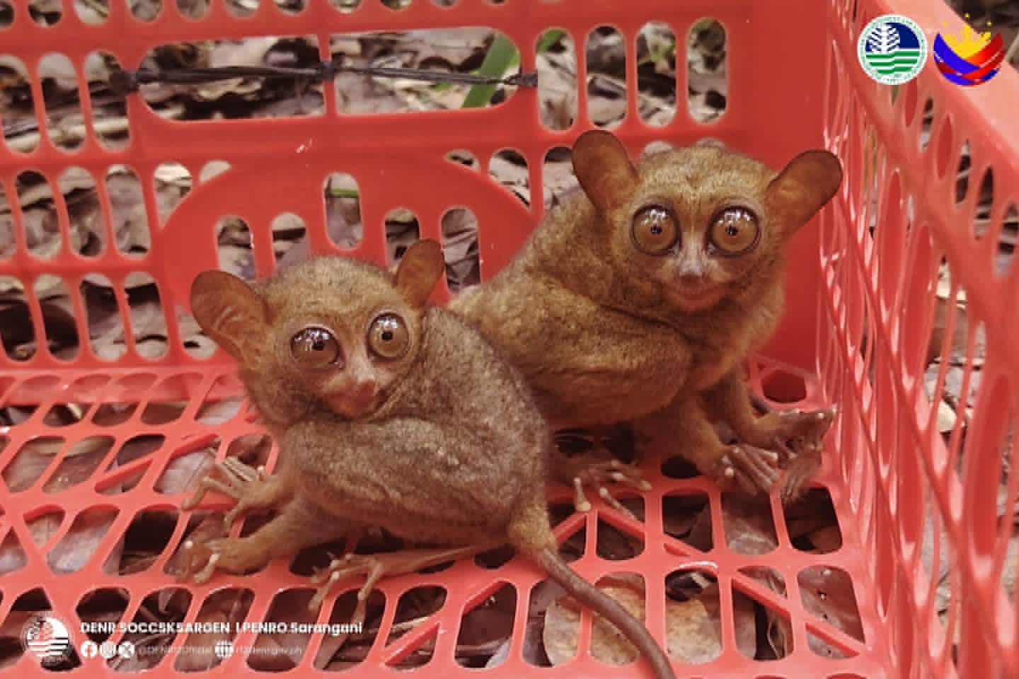Tarsiers rescued during Sarangani flood returned to wild