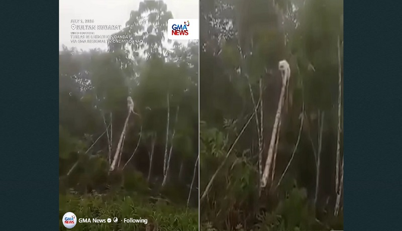 Pambihirang ‘tisoy’ na unggoy, nakita sa kabundukan ng Sultan Kudarat