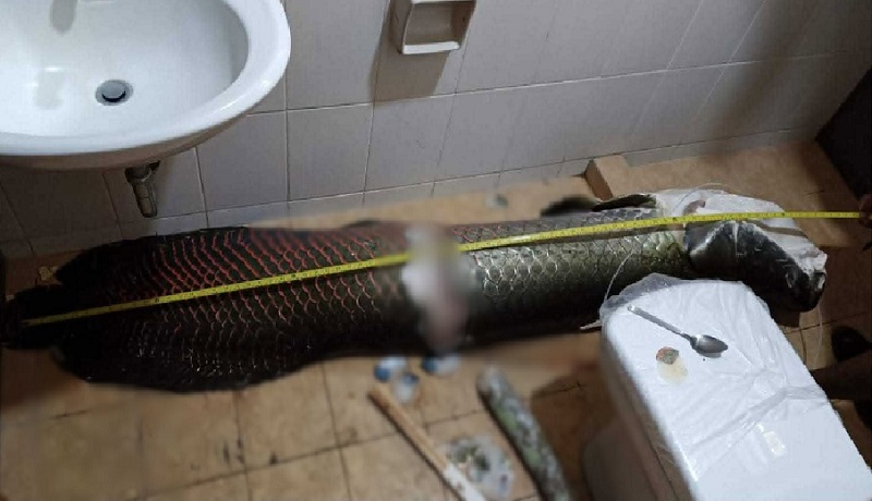 P7-M halaga ng alagang Arapaima sa isang resort sa Quezon, ninakaw umano at kinatay ng 3 manggagawa