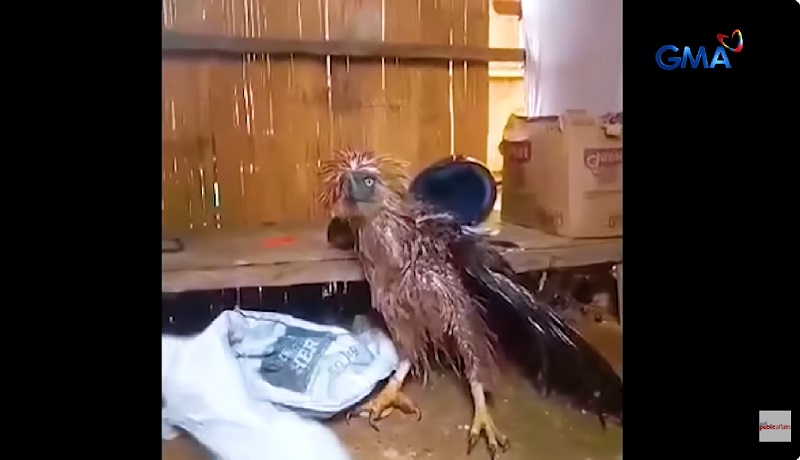Philippine eagle, inatake nga ba mga unggoy o binaril ng tao?