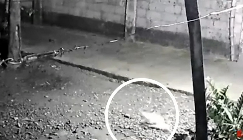 Alagang pusa, patay matapos barilin sa eskinita sa San Carlos City, Pangasinan