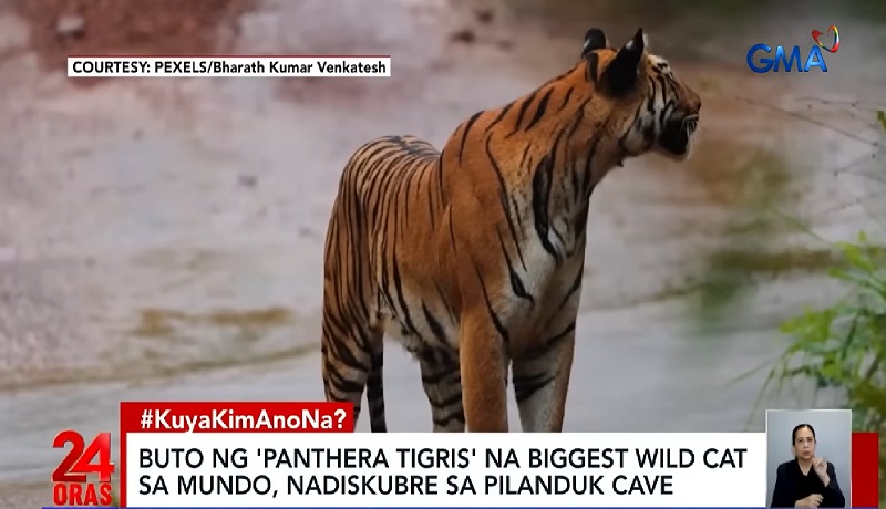 Mga buto ng tigre na natagpuan sa isang kuweba sa Palawan, palatandaan na gumala sila noon sa Pilipinas