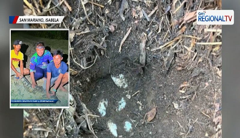 Mga pugad ng Philippine crocodile, natagpuan malapit sa ilog sa San Mariano, Isabela
