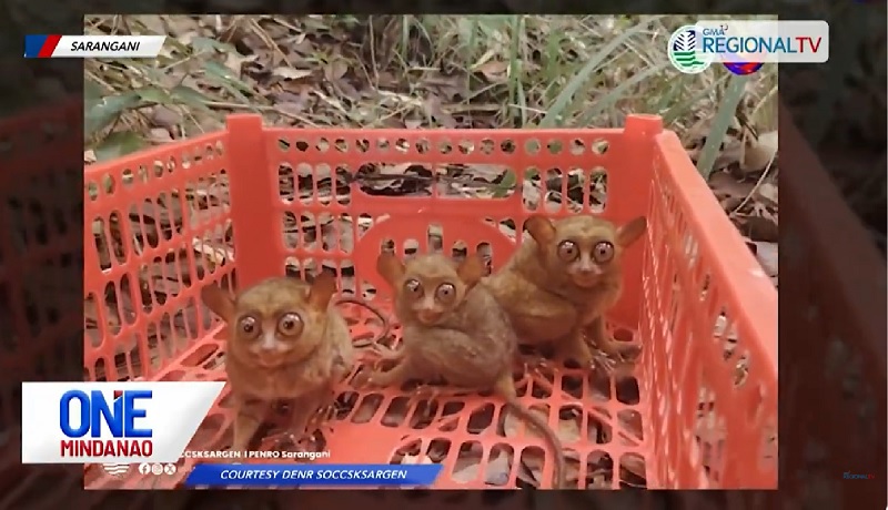Mga tarsier na nailigtas sa gitna ng pagbaha sa Sarangani, naibalik na sa kagubatan