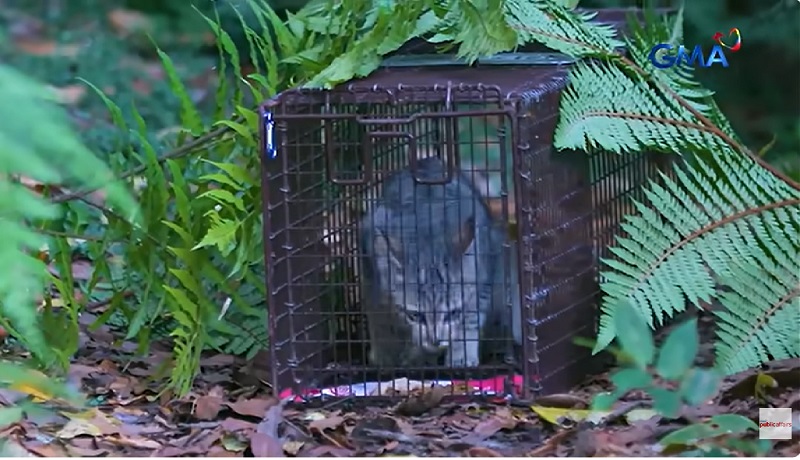 Mga pusang nakarating sa Mt. Apo, nagdudulot ng panganib sa ibang hayop sa bundok